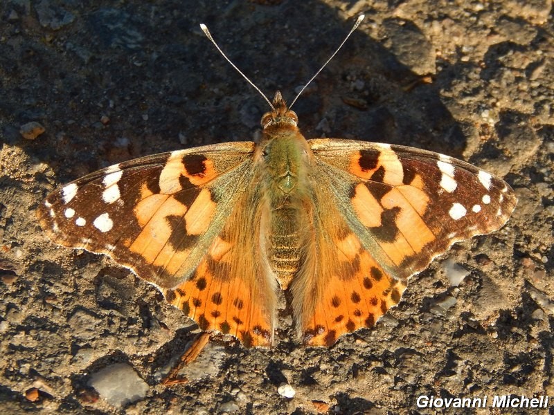 Vanessa cardui